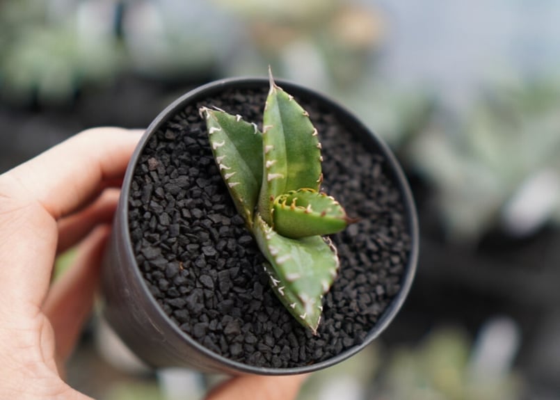 オテロイ フィリグリー 子株 《1》 | mana's farm:塊根植物