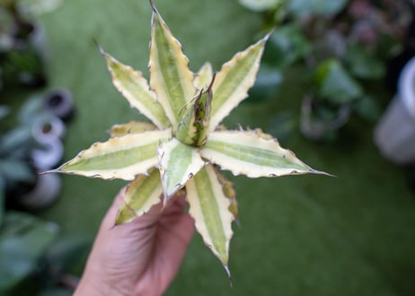 Agave xylonacantha “Frostbite”  NO.2
