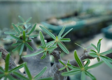 パキポディウム　グラキリス　 Pachypodium Gracilius  No.2