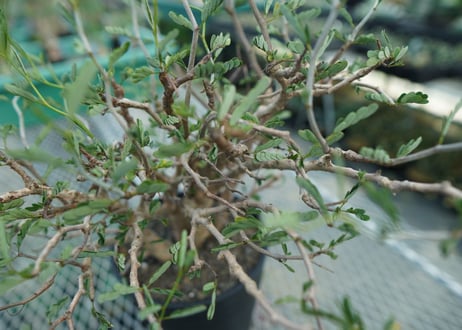 センナ　メリディオナリス　Senna meridionalis