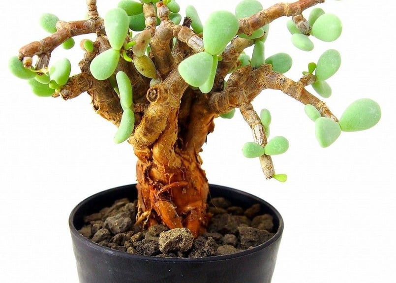 Ceraria pygmaea ケラリア・ピグマエア №4 | mana's farm:塊根