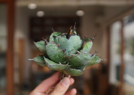 アガベ　チタノタ　 ブラックアンドブルー 　Agave titanota black and blue