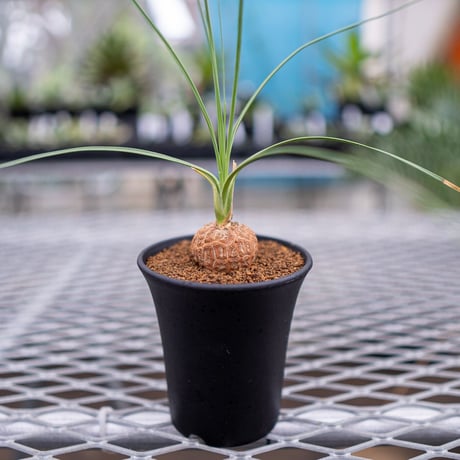 ボーカルネア | STORES