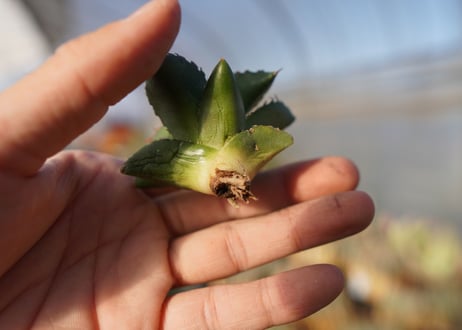 agave titanota ソーラーエクリプス　 NO.5