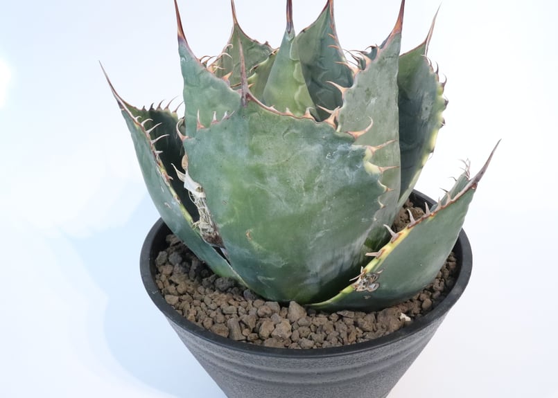 アガベ パラサナ ファイヤーボール | mana's farm:塊根植物・アガベ