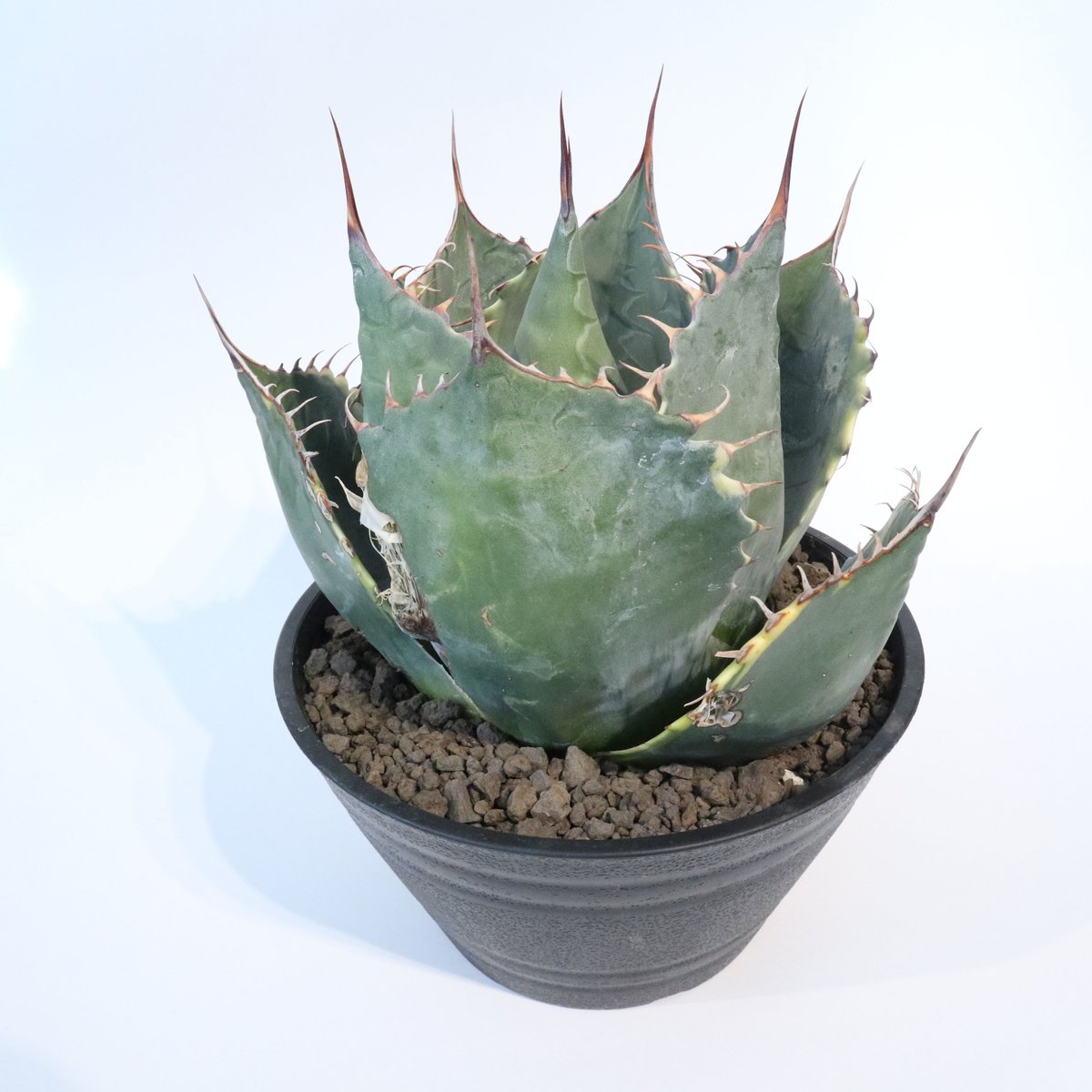 [超美大株!]パラサナ ファイヤーボール アガベ アガベ パラサナ錦 ファイヤーボール 希少特大80センチ