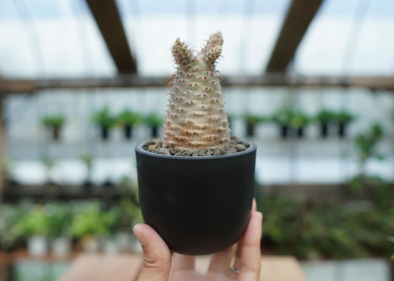 Maceta Bowl Long | mana's farm:塊根植物・アガベ・ドライ