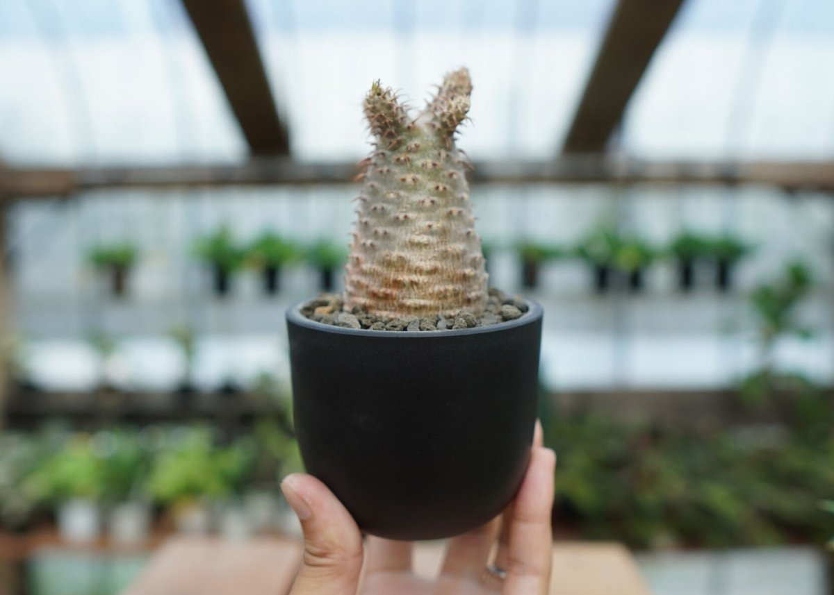 Konect Mサイズ 【植木鉢】塊根植物 楽天市場】NEKKO-MIERU POT【S／3号・M／4号 】根が見える 透明 植木鉢