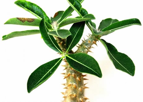 Pachypodium densiflorum シバ女王の玉櫛