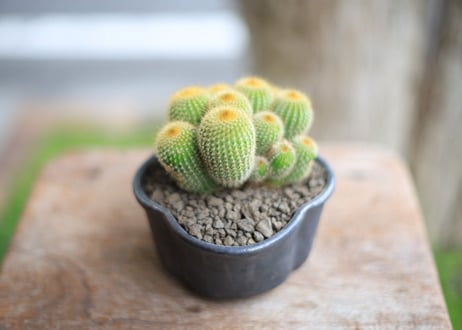《ご予約品》サボテン　金晃丸　Eriocactus leninghausii