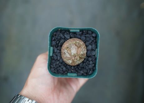 亀甲竜　Dioscorea elephantipes　No.4