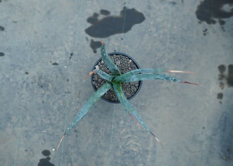 アガベ　ユタエンシス　Agave uthaensis