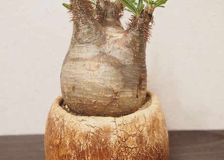 パキポディウム　グラキリス　Pachypodium Gracilius