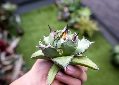 Agave titanota dwarf 姫厳龍NO.6
