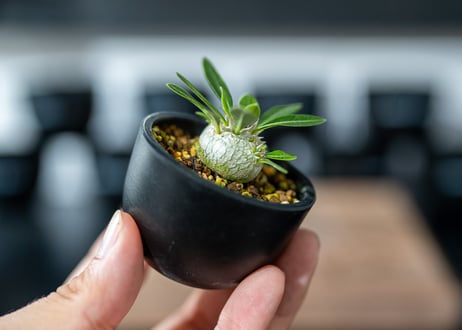 パキポディウム　デンシフローラム　Pachypodium densiflorum　沖縄実生