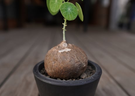 ステファニア　エレクタ　Stephania erecta