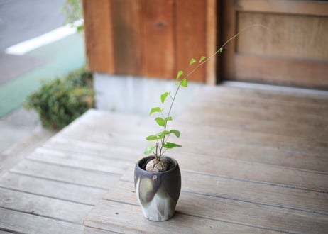 亀甲竜　Dioscorea elephantipes