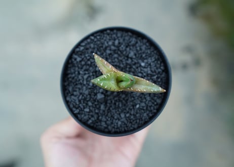 アガベ　チタノタ 　子株 　Agave titanota