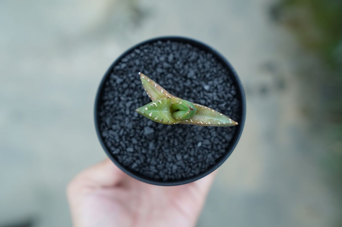 アガベ チタノタ 子株 Agave titanota | mana's farm:塊根植物