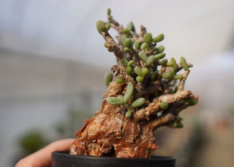Ceraria pygmaea ケラリア ピグマエア　C NO.2