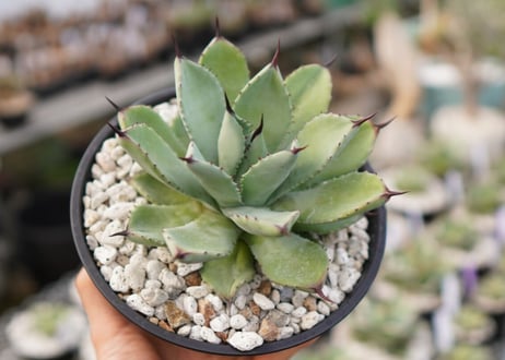 Agave Potatorum×Macroacantha　”八荒雷神”　No.1
