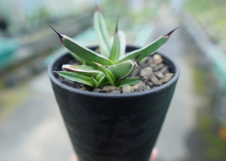 アガベ　ニッケルシー 　Agave nickelsiae