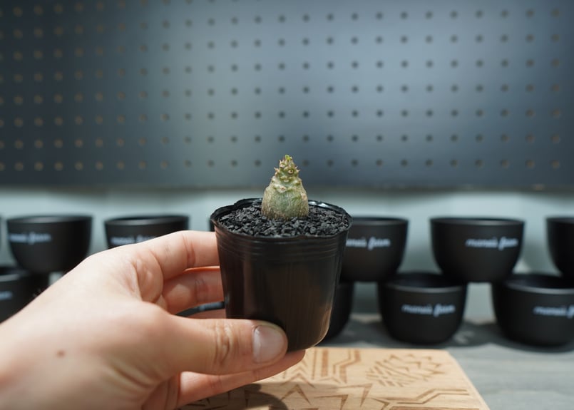 パキポディウム　国内実生　塊根植物　ウィンゾリー　2 パキポディウム ウィンゾリー 実生株 040 Pachypodium windsorii