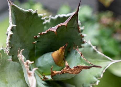 Agave titanota 白鯨嚴龍 A NO.1