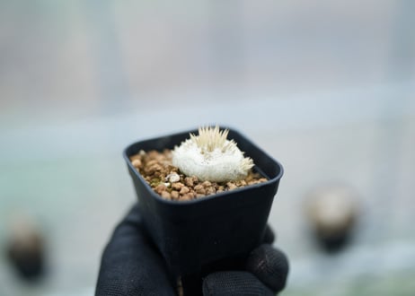 パキポディウム　レウコキサンツム　沖縄実生　No.6