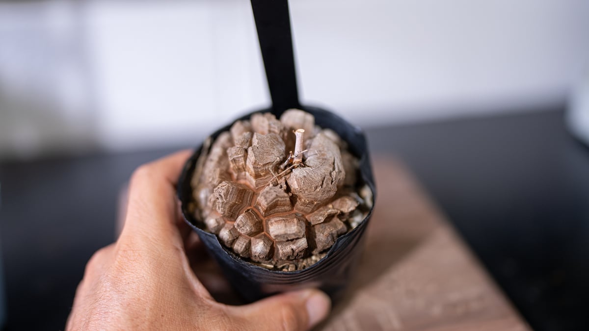 Mサイズ LOBINDON×ミャクミャク ラブブ 大阪万博限定塊根植物