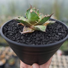 大好評！アガベ希少品種15株セット 2025年最新】アガベ(Agave)のおすすめ商品 - Yahoo!オークション