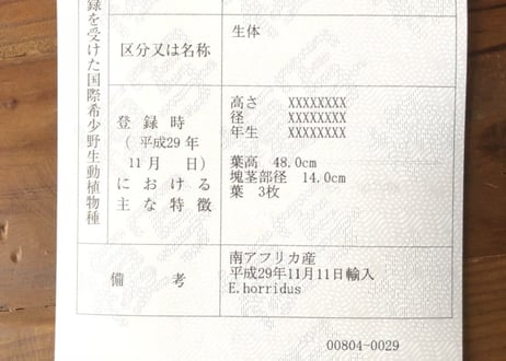 エンセファラルトス　ホリダス  no.9