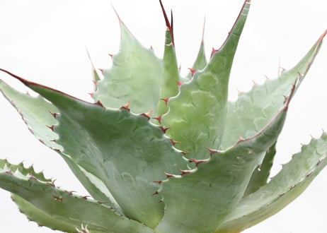 Agave ovatifolia Kelly Griffin selection