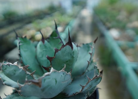 アガベ　チタノタ　 ブラックアンドブルー 　Agave titanota black and blue　No.4