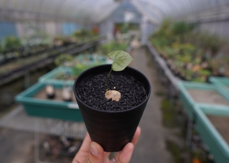 亀甲竜　Dioscorea elephantipes No.2