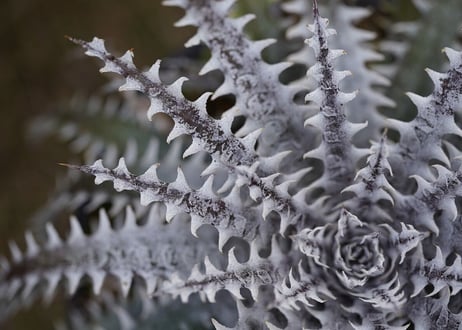 Dyckia Arizona x Mercury
