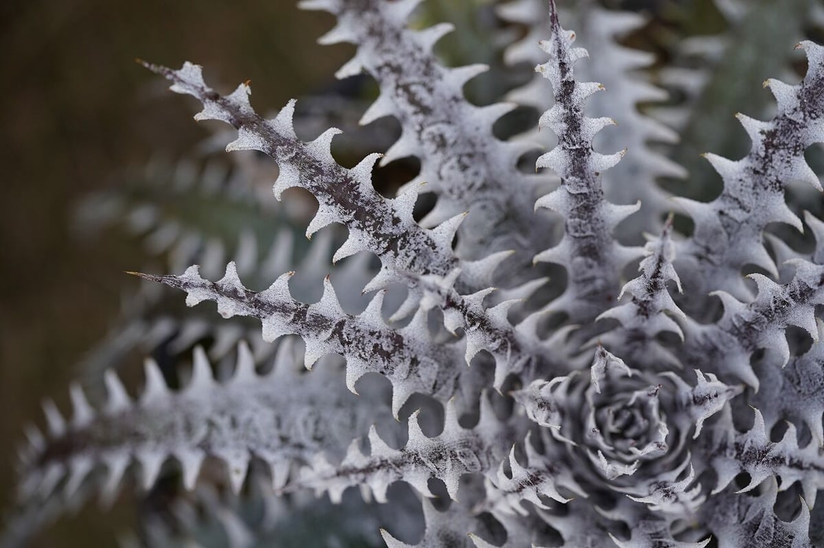 Dyckia Arizona x Mercury | mana's farm:塊根植物・アガベ