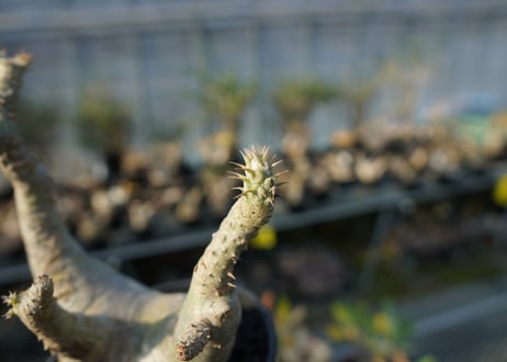 パキポディウム マカイエンセ　Pachypodium makayense　No.5