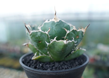 アガベ　チタノタ　白鯨　Agave titanota White whale　No.1