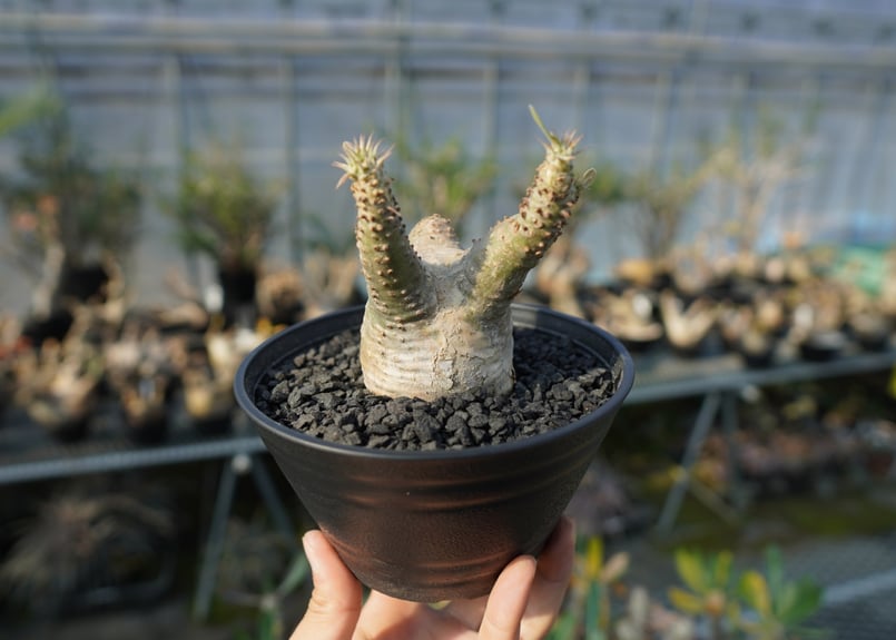 パキポディウム マカイエンセ Pachypodium makayense No.6 | man