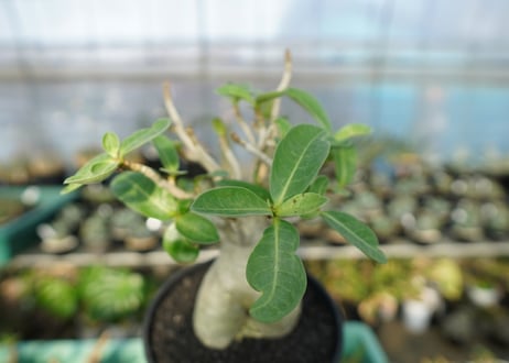 アデニウム　Adenium　No.7