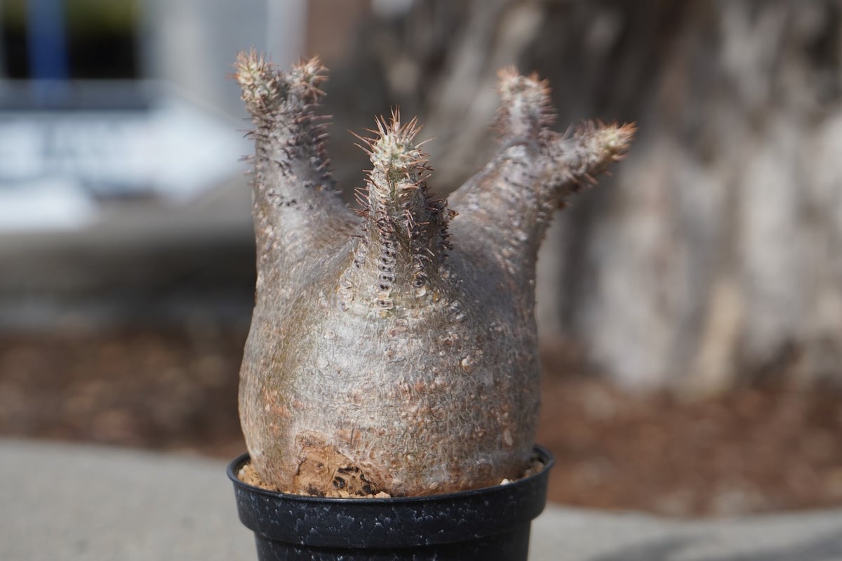 パキポディウム グラキリス No.6 | mana's farm:塊根植物・アガベ