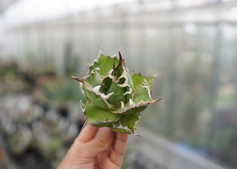 Agave titanota  Crab 螃蟹  NO.6