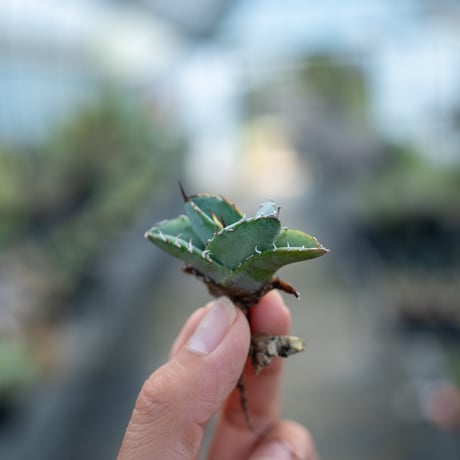 【goodtaniku】xmax激安イベント　白幽霊OC カキコ アガベ 白幽霊 子株 (台湾ゴジラ) アガベ 白幽霊 子株 (台湾ゴジラ