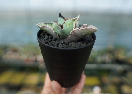 アガベ　チタノタ　 ブラックアンドブルー 　Agave titanota black and blue　No.9