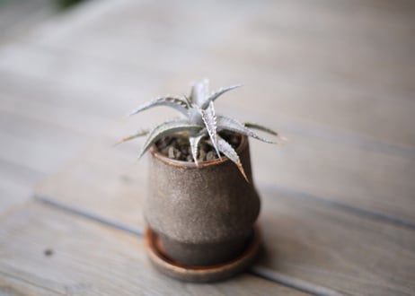 ディッキア 　 Dyckia