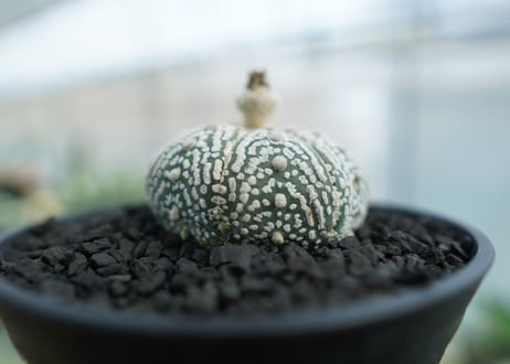 アストロフィツム　スーパー兜　Astrophytum asterias 'Superkabuto' No.3