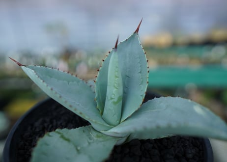 アガベ　ドラゴントゥース　Agave Dagontoes　No.5