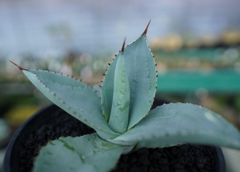 アガベ ドラゴントゥース Agave Dagontoes No.5 | mana's farm