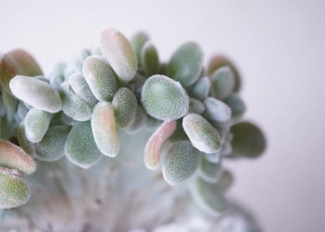 Echeveria pulvinata'Frosty'